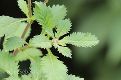 Centratherum punctatum